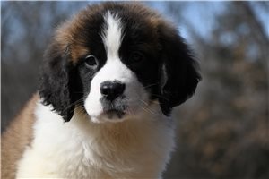 Reagan - Saint Bernard - St. Bernard for sale