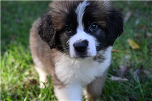 Pheonix - puppy for sale