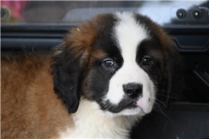 Romano - Saint Bernard - St. Bernard for sale