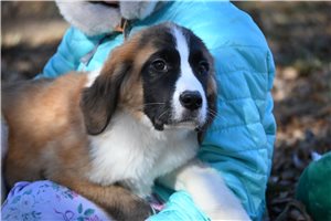 Plum - Saint Bernard - St. Bernard for sale