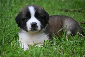 Samuel - Saint Bernard - St. Bernard for sale