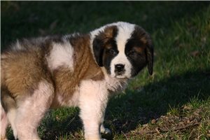 Alexander - Saint Bernard - St. Bernard for sale