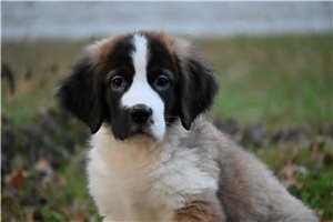 Peony - puppy for sale