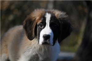 Pongo - Saint Bernard - St. Bernard for sale