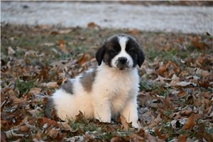 Astro - Saint Bernard - St. Bernard for sale