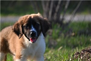 Pheobe - puppy for sale