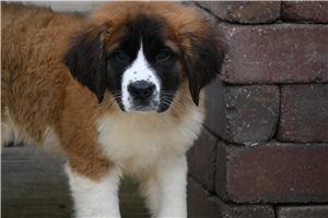 Rosalyn - puppy for sale