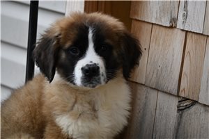 Ricardo - Saint Bernard - St. Bernard for sale