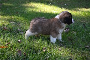 Puck - puppy for sale