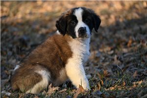 Carson - Saint Bernard - St. Bernard for sale