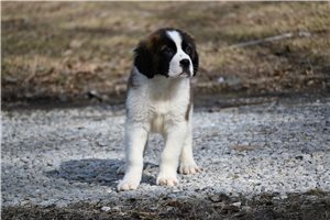 Rolf - Saint Bernard - St. Bernard for sale