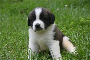 Shane - Saint Bernard - St. Bernard for sale
