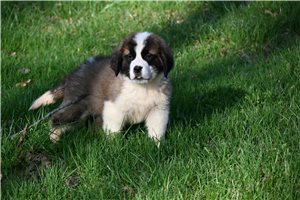Michael - Saint Bernard - St. Bernard for sale