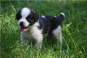Simon - Saint Bernard - St. Bernard for sale