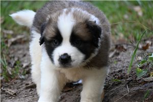 Percy - puppy for sale