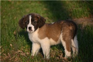 Pegasus - puppy for sale