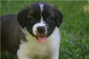 Sherri - Saint Bernard - St. Bernard for sale