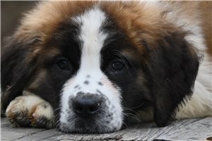 Ryker - puppy for sale