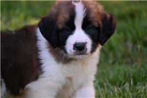 Vance - puppy for sale