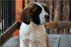 Agatha - Saint Bernard - St. Bernard for sale