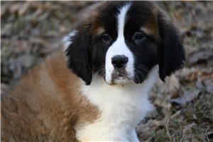 Rhodes - Saint Bernard - St. Bernard for sale
