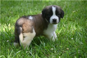 Sterling - Saint Bernard - St. Bernard for sale