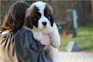 Matthew - Saint Bernard - St. Bernard for sale