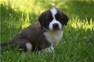 Sandy - Saint Bernard - St. Bernard for sale