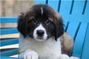 Reid - Saint Bernard - St. Bernard for sale