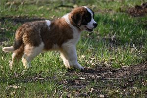 Magdalena - Saint Bernard - St. Bernard for sale