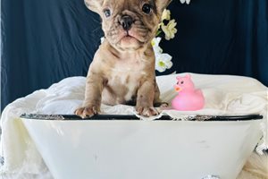 Sapphire - puppy for sale