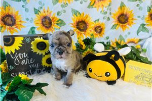 Sapphire - French Bulldog for sale