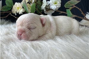 Miss Mellow - French Bulldog for sale