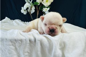 Cotton - French Bulldog for sale