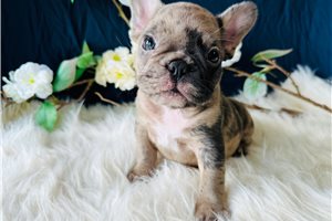 Scarlett - French Bulldog for sale