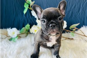Trixie - French Bulldog for sale