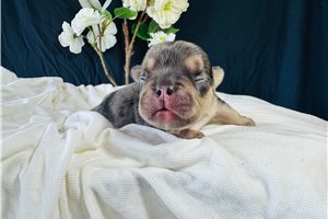 Koda - French Bulldog for sale