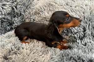 Reggie - puppy for sale