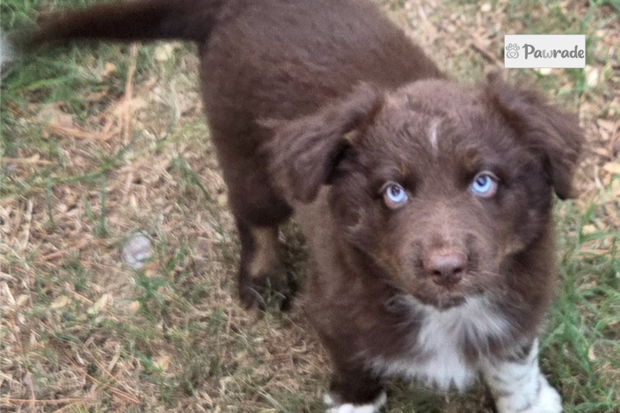 Clement - Australian Shepherd for sale