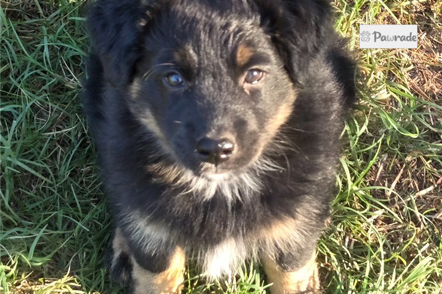 Fantasia - Australian Shepherd for sale