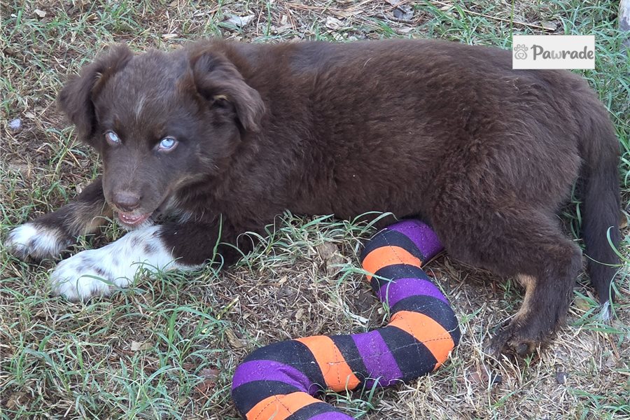 Clement - Australian Shepherd for sale
