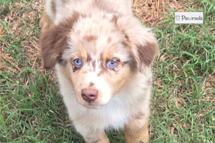 Cisko, male Australian Shepherd puppy for sale