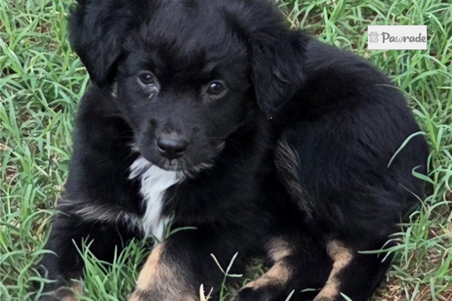 Fantasia - Australian Shepherd for sale