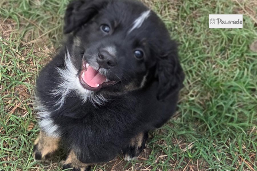 Fletcher, male Australian Shepherd puppy for sale