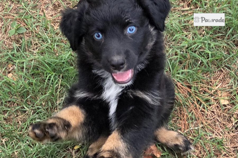 Finley - Australian Shepherd for sale