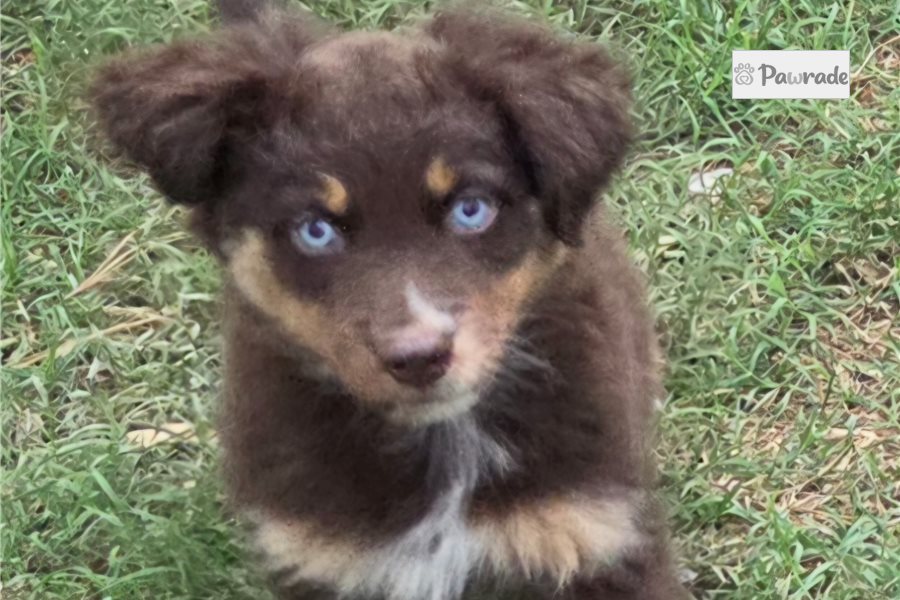 Celo, female Australian Shepherd puppy for sale