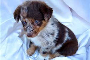 Waverly - puppy for sale