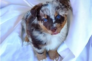 Warren - puppy for sale