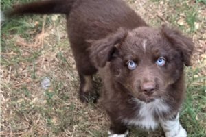 Clement - Australian Shepherd for sale