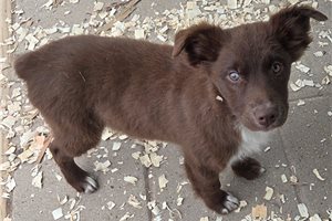Hazel - Australian Shepherd for sale
